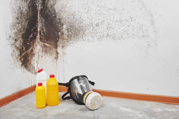 Best Black Mold Remediation in Castle Rock, WA
