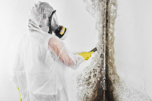 Best Preventive Mold Services in Castle Rock, WA