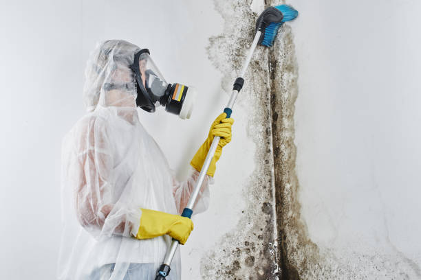 Best Mold Remediation for Schools in Castle Rock, WA