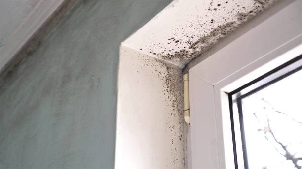 Best Mold Remediation for Specific Building Types in Castle Rock, WA