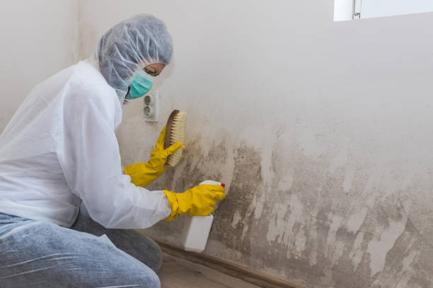 Best Industrial Mold Remediation in Castle Rock, WA