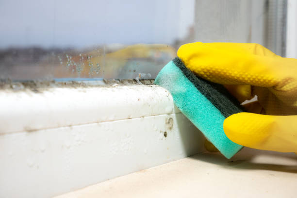 Best Bathroom Mold Remediation in Castle Rock, WA