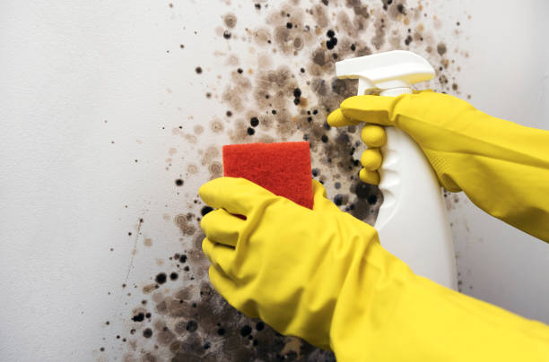 Best Post-Remediation Services in Castle Rock, WA
