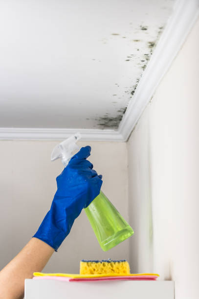 Best DIY Mold Remediation Support Services in Castle Rock, WA