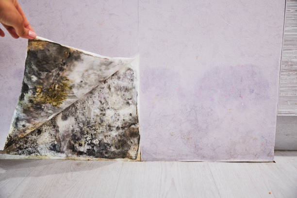Best DIY Mold Remediation Support Services in Castle Rock, WA